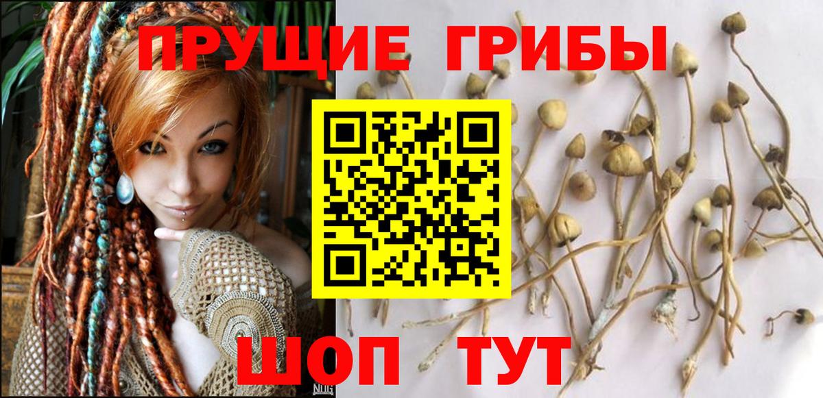 Псилоцибиновые грибы Cubensis Белая Калитва